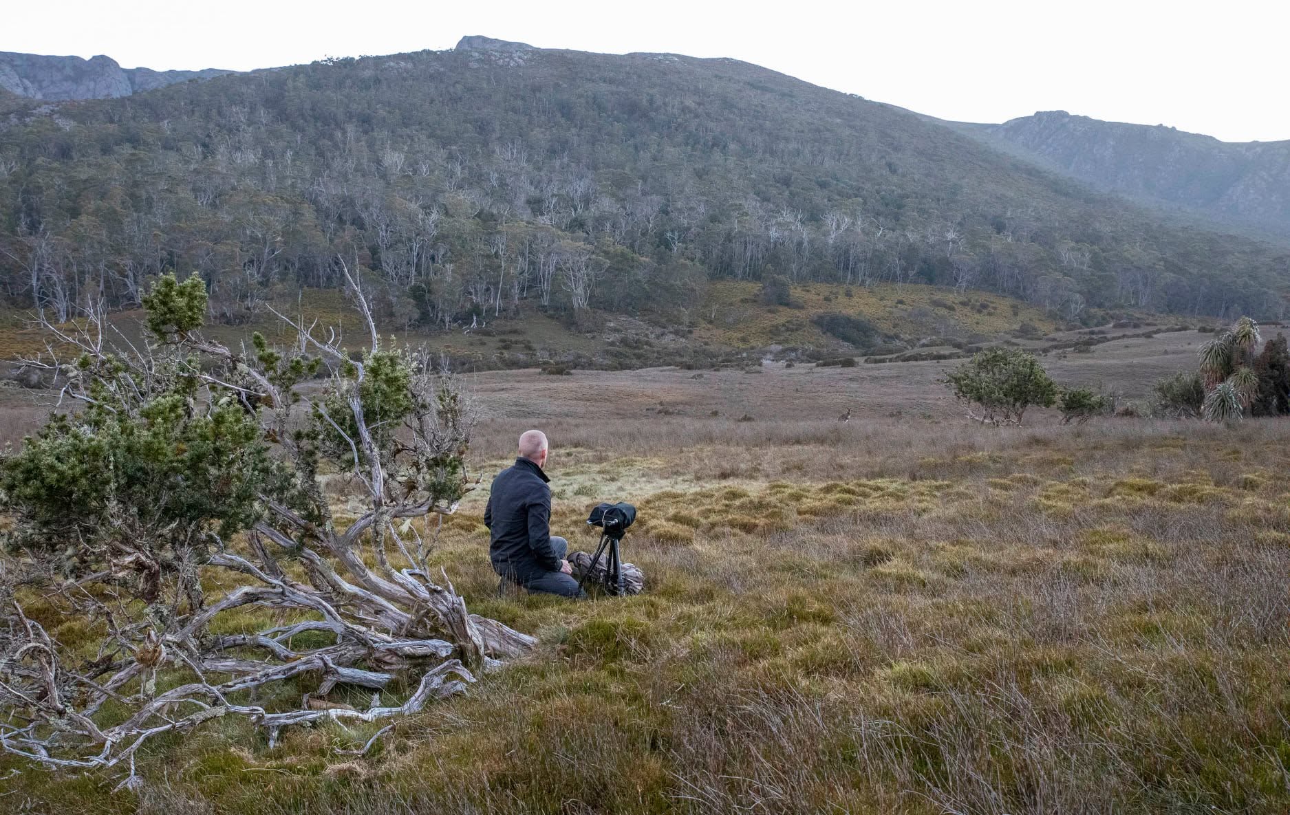 Setting up to record Ground Parrots & Tawny-crowned Honeyeaters in Yuraygir National Park, NSW