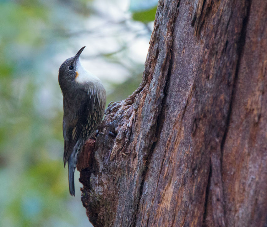 White-throated Treecreeper (Cormobates leucophaea) White-throated Treecreeper (Cormobates leucophaea)