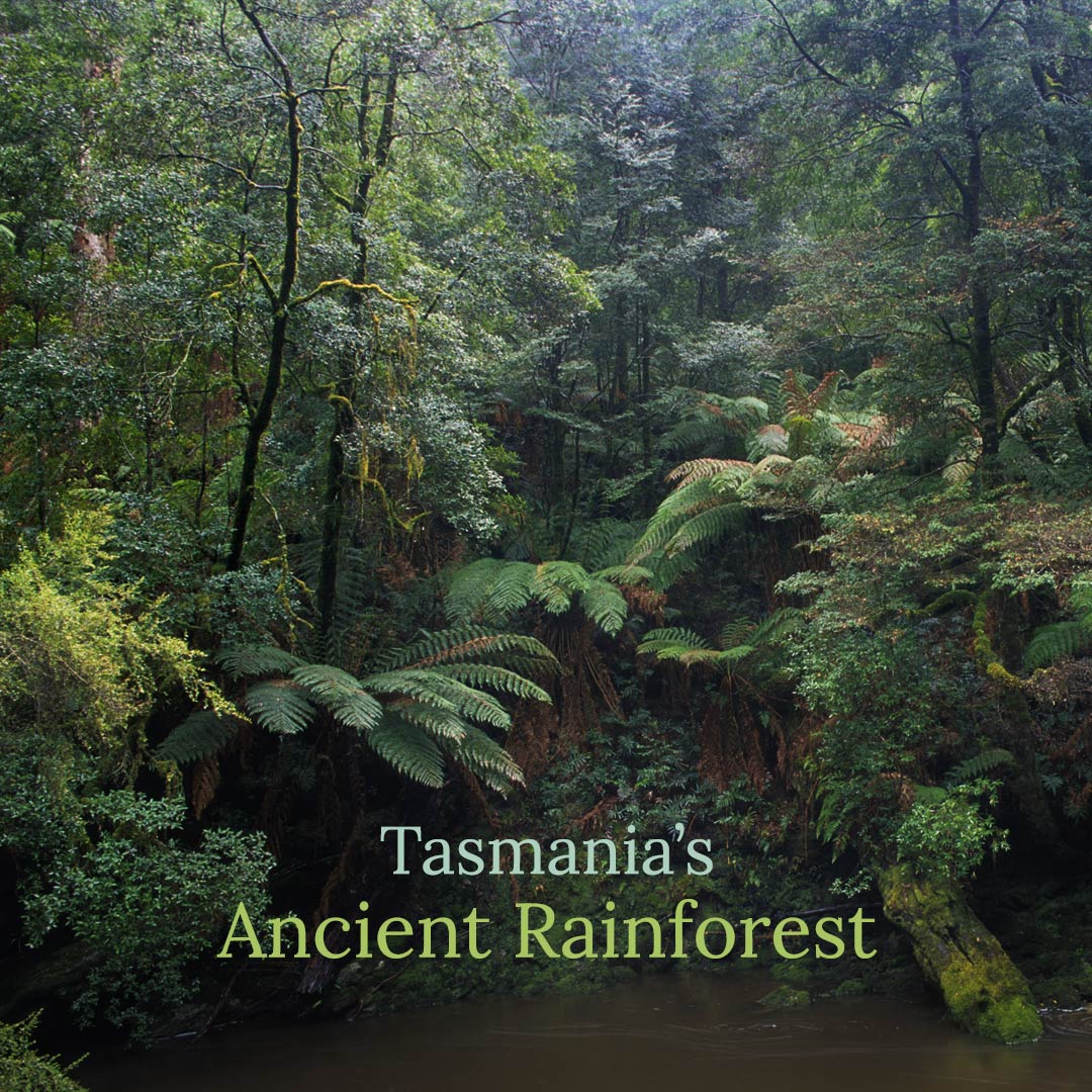 Tasmania's Ancient Rainforest - Album Cover
